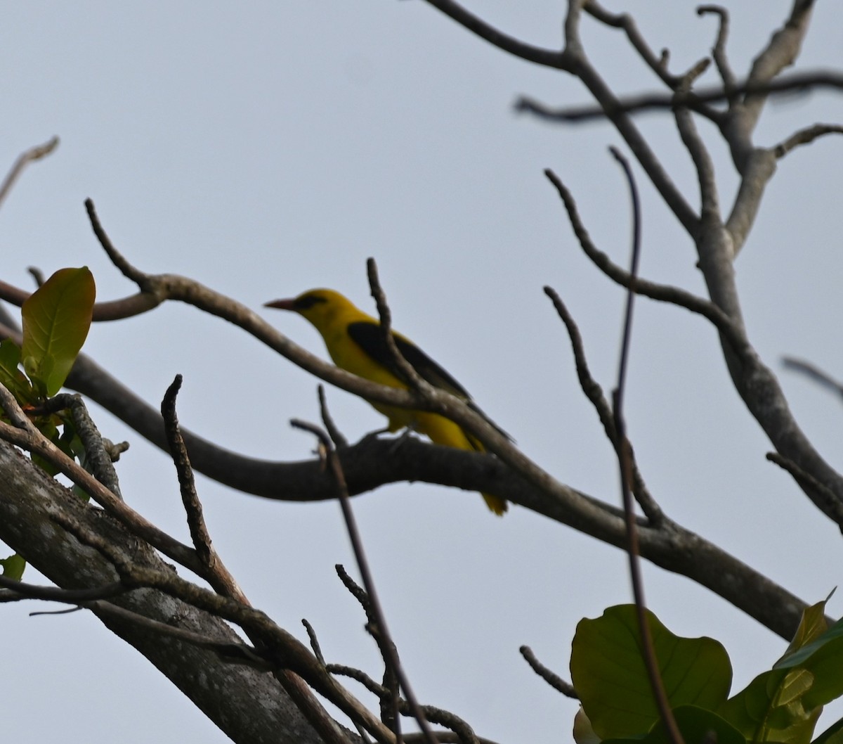 Indian Golden Oriole - ML611119564
