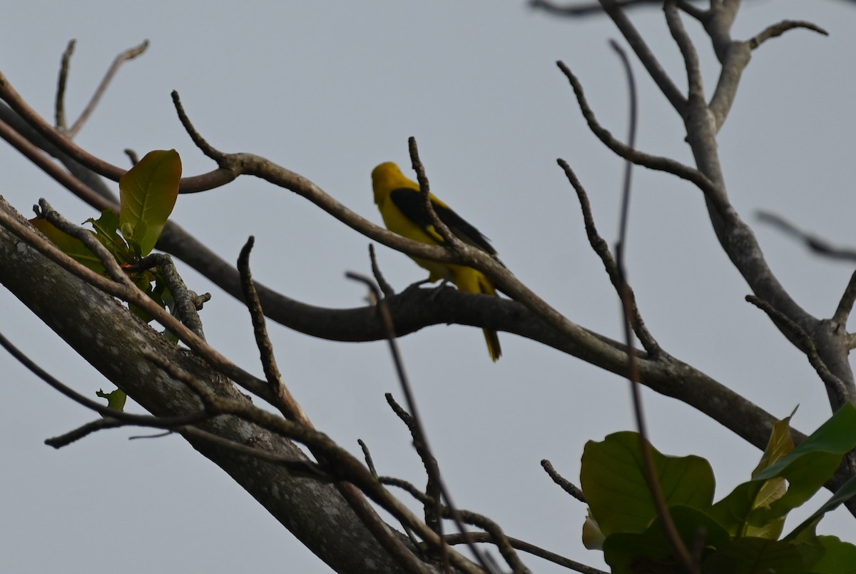 Indian Golden Oriole - ML611119565