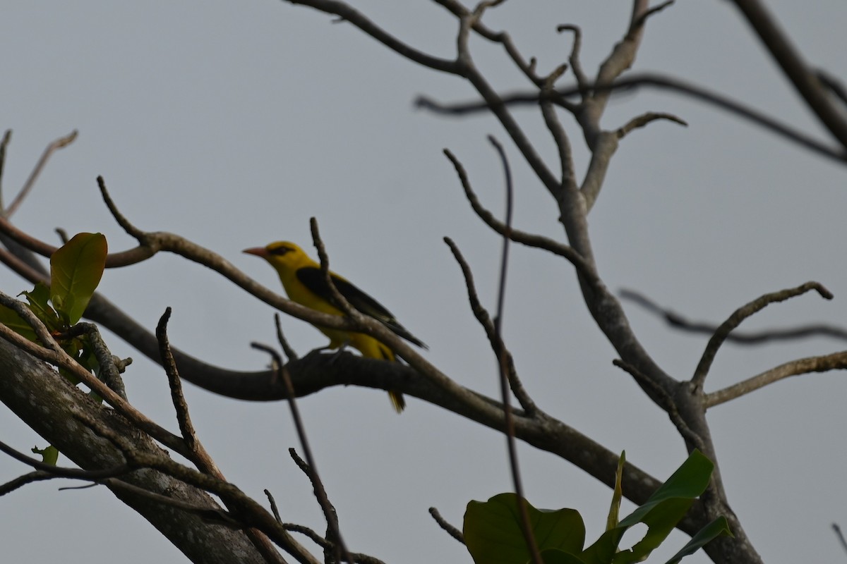 Indian Golden Oriole - ML611119566