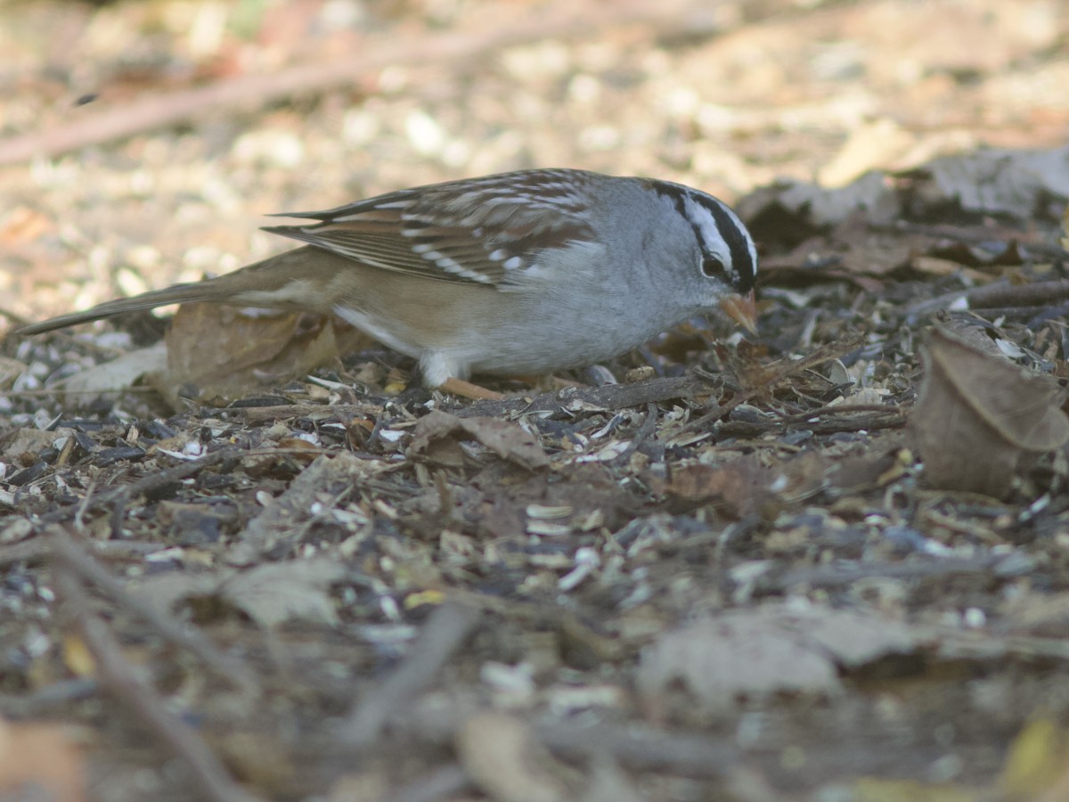 White-crowned Sparrow - ML611119885