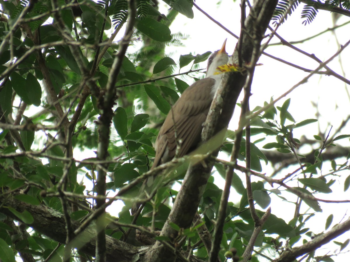 Pearly-breasted Cuckoo - ML611120022