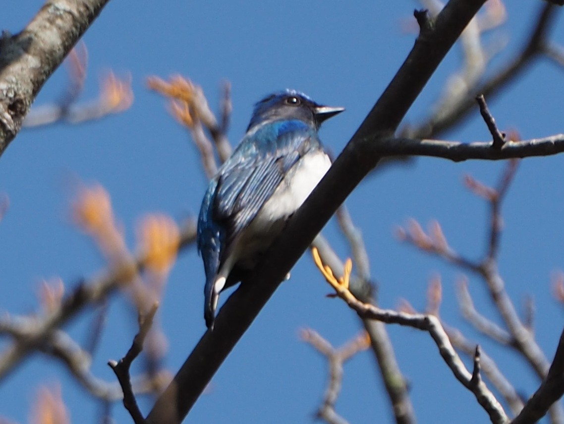 Blue-and-white Flycatcher - ML611120037