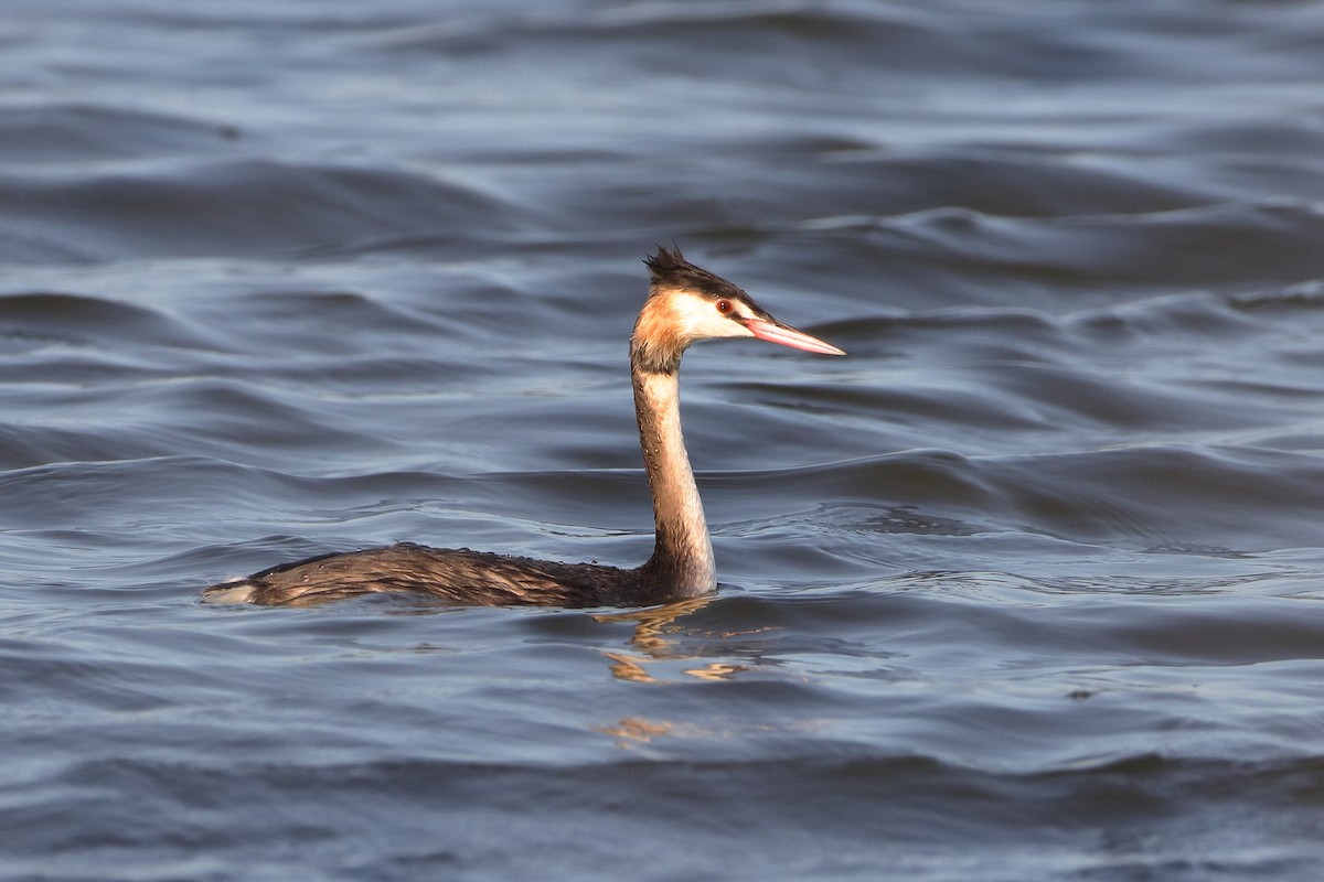 Great Crested Grebe - ML611120491