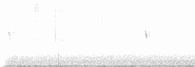 Weißbauch-Phoebetyrann - ML611120507