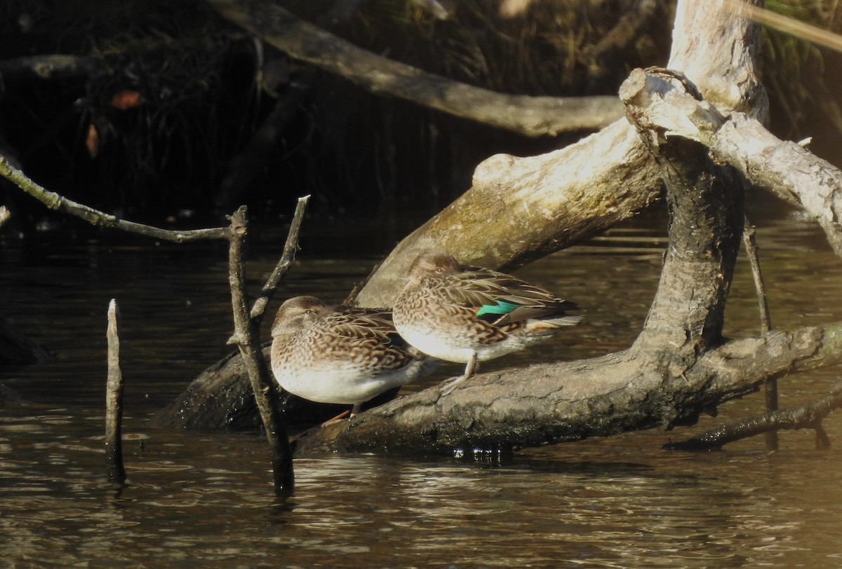 Green-winged Teal - ML611120533