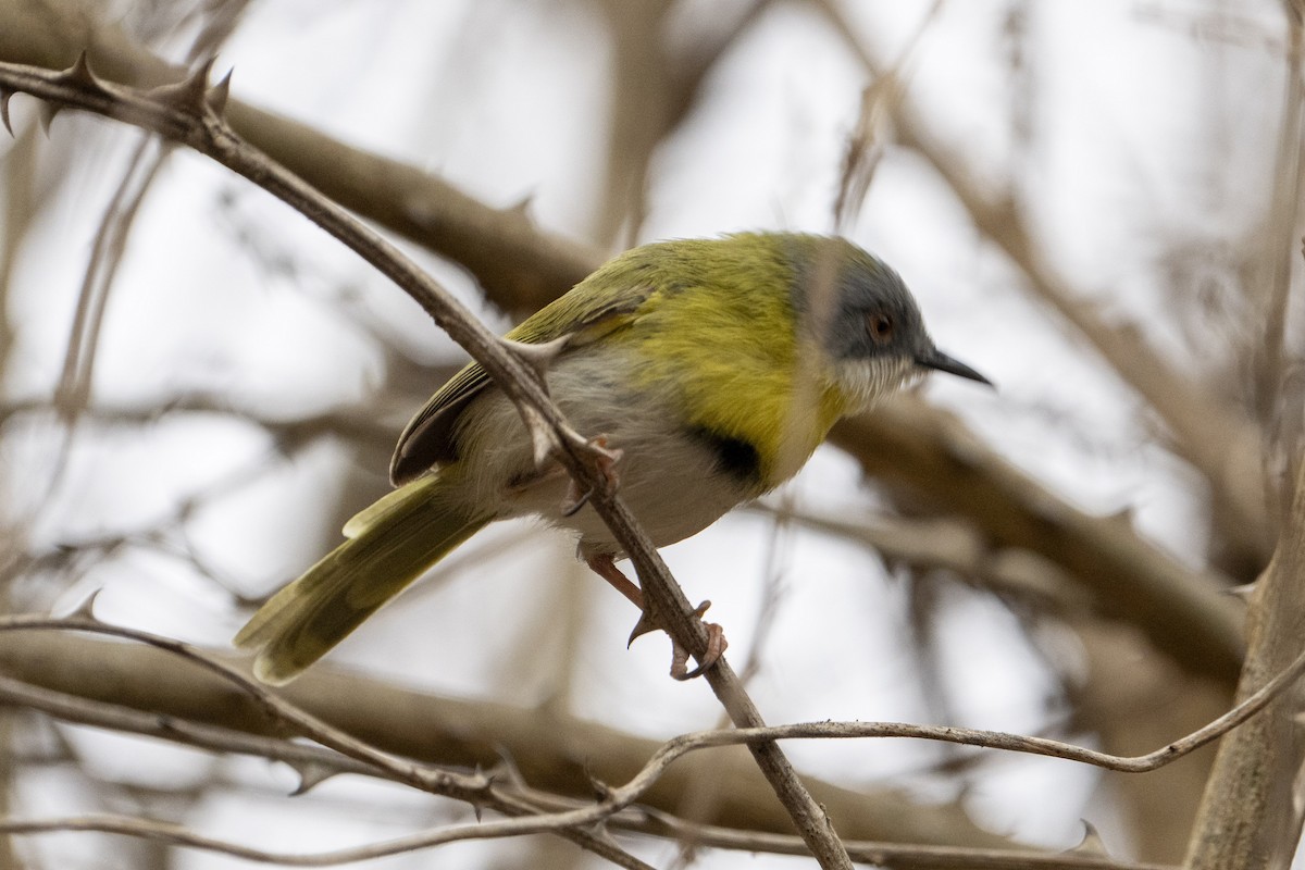 Yellow-breasted Apalis - ML611120613