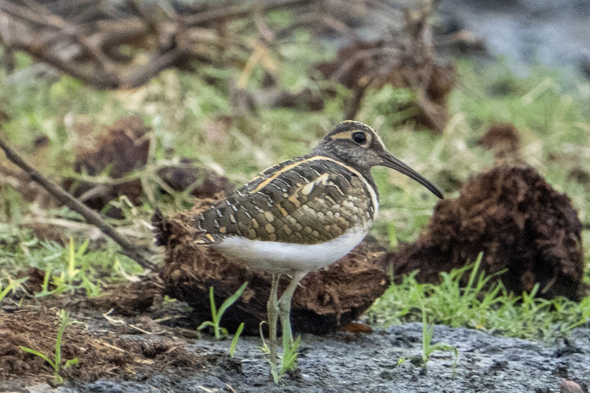 Greater Painted-Snipe - ML611120729