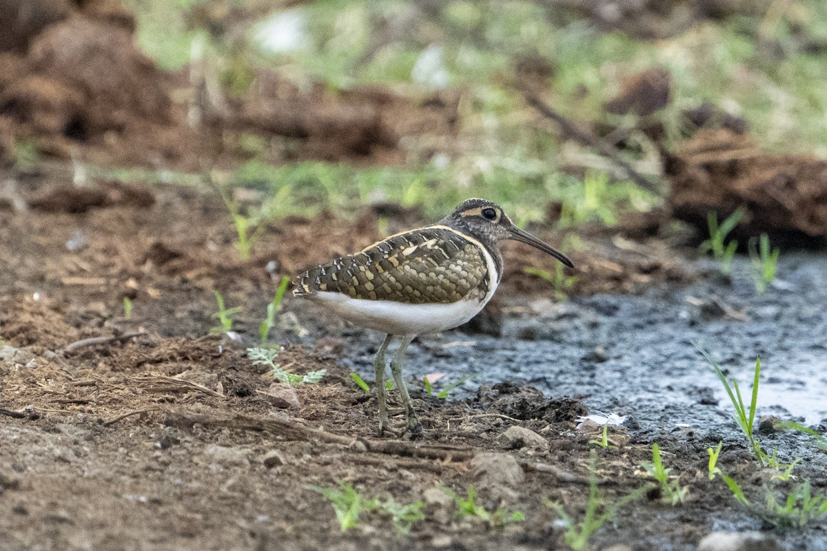 Greater Painted-Snipe - ML611120730