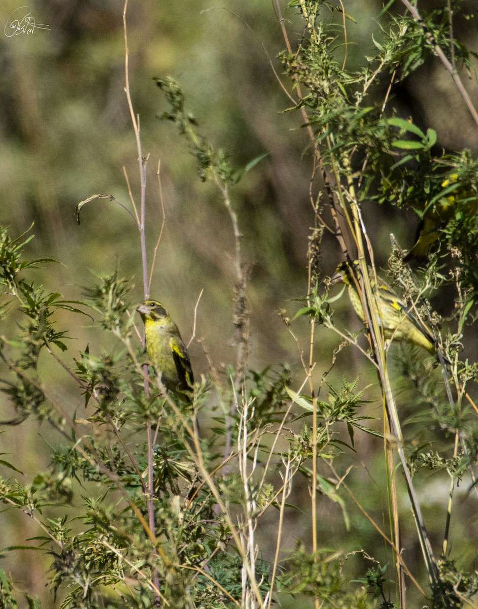 Yellow-breasted Greenfinch - ML611120938