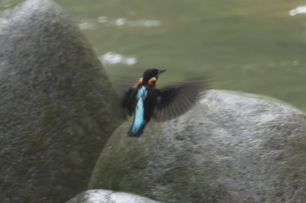 Malaysian Blue-banded Kingfisher - ML611122006