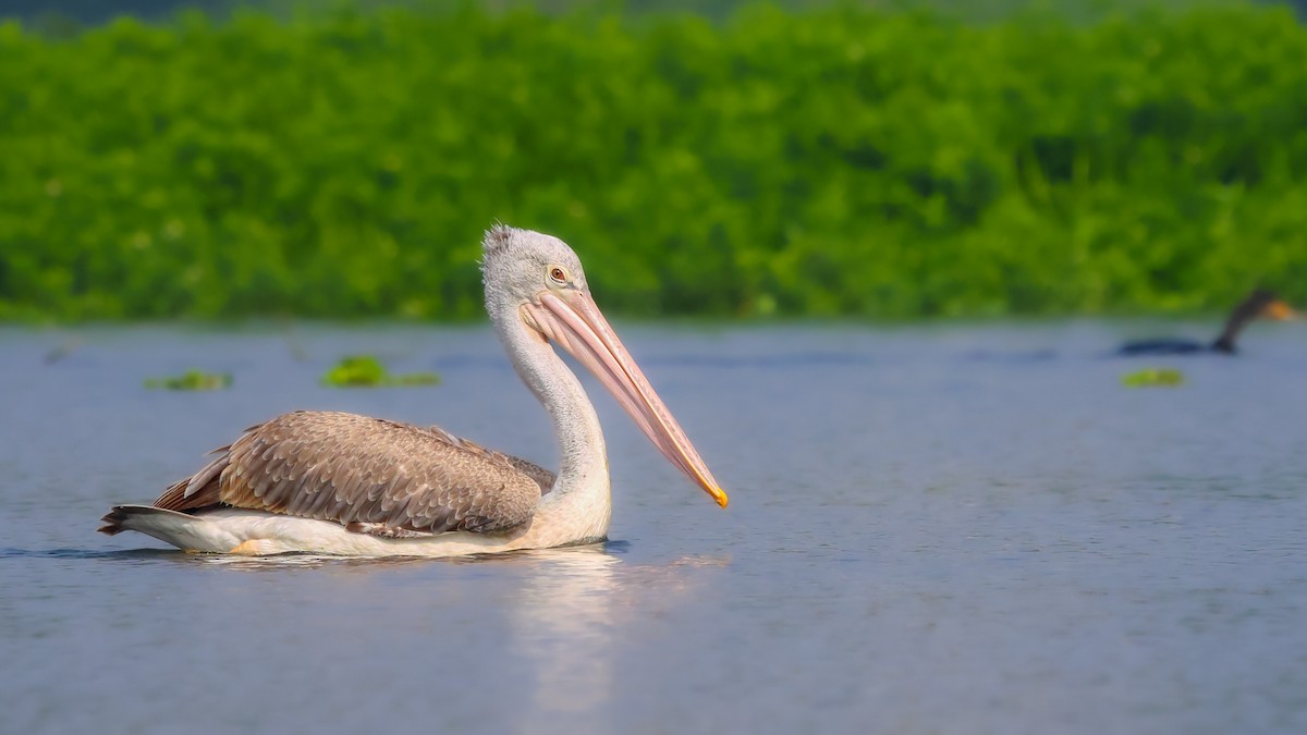 Spot-billed Pelican - Vikram S