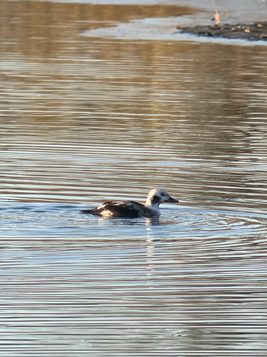 Long-tailed Duck - ML611122759
