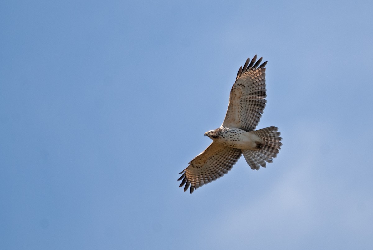 Red-shouldered Hawk - Andrew Simon