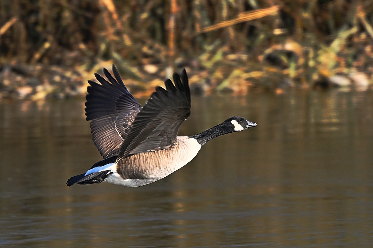eBird Checklist 13 Nov 2023 BaieduFebvre (station d'épuration