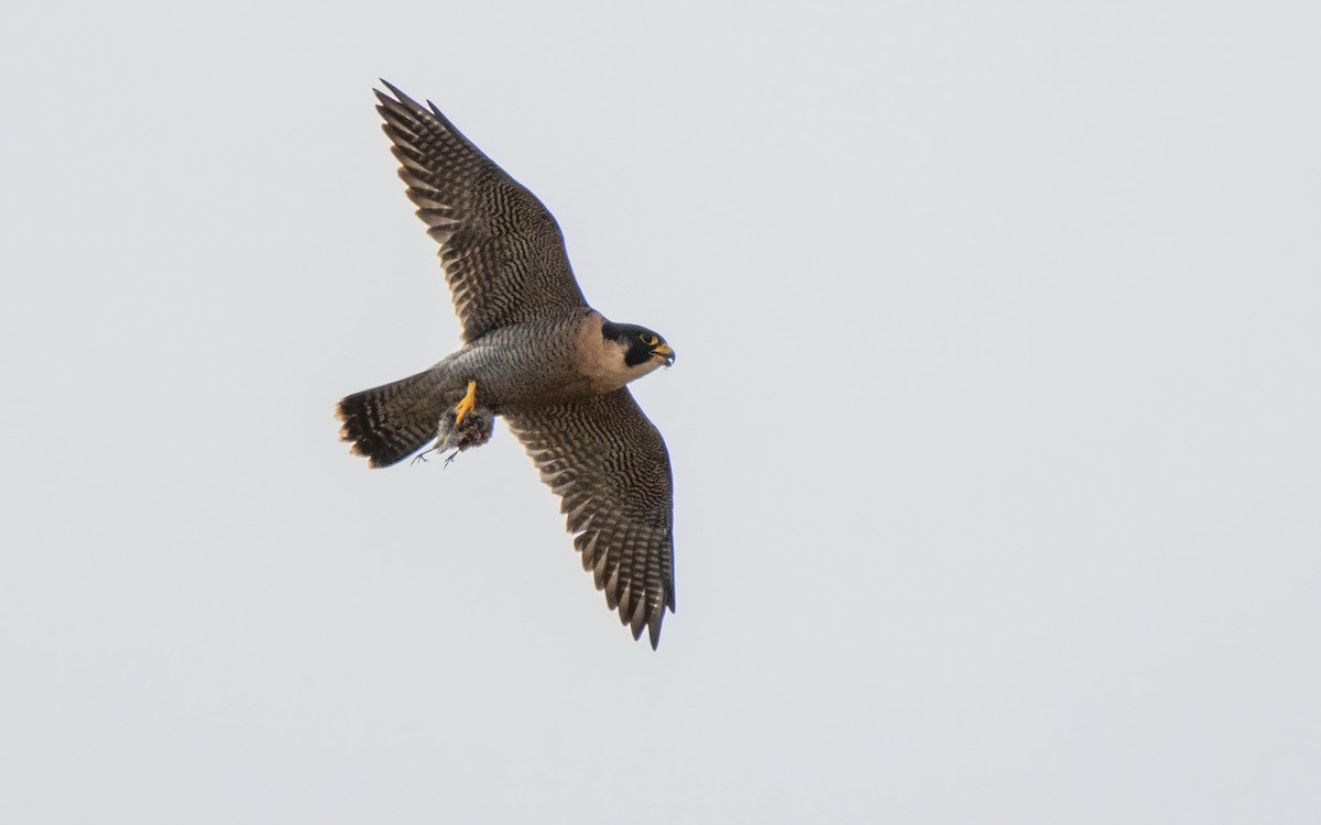 Peregrine Falcon (Mediterranean) - ML611123207