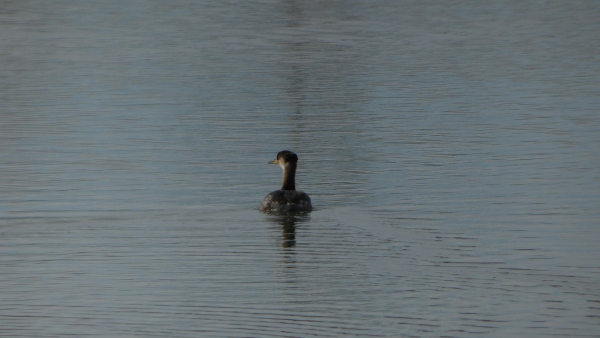 Red-necked Grebe - Kevin Cox