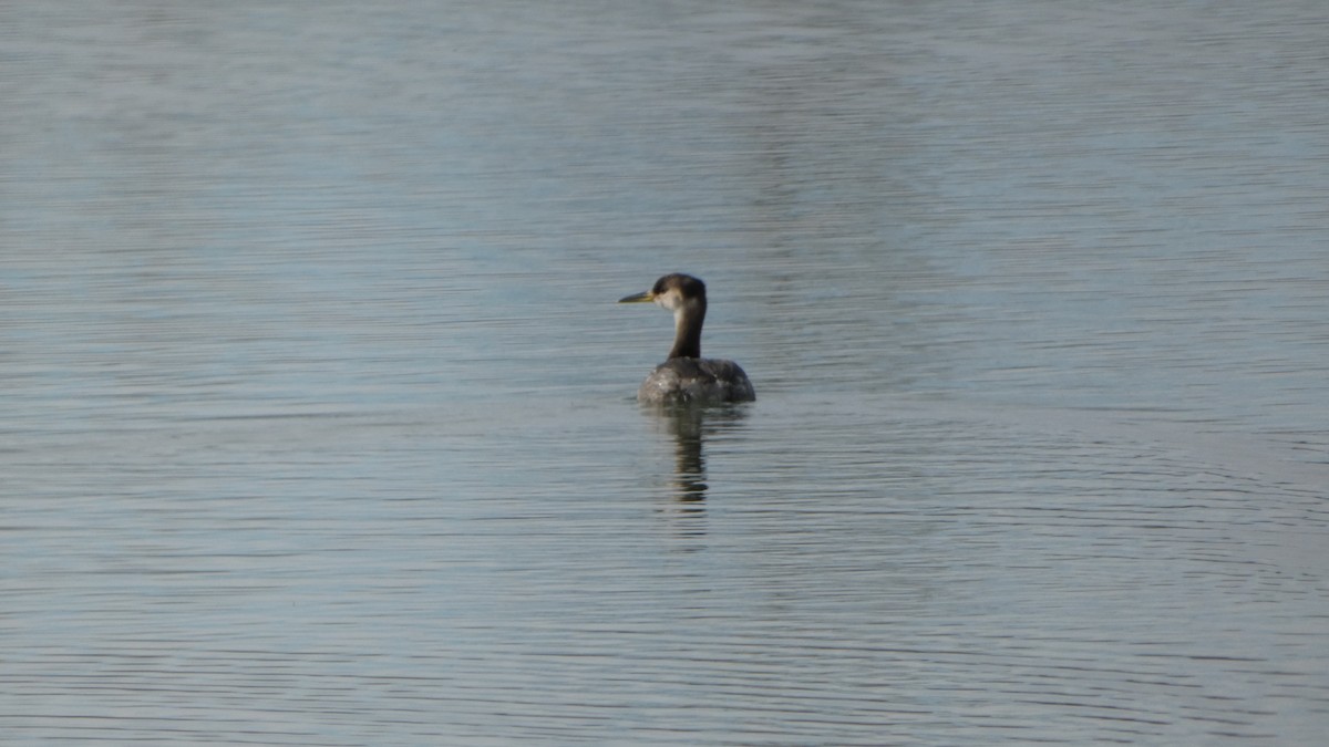 Red-necked Grebe - ML611123256