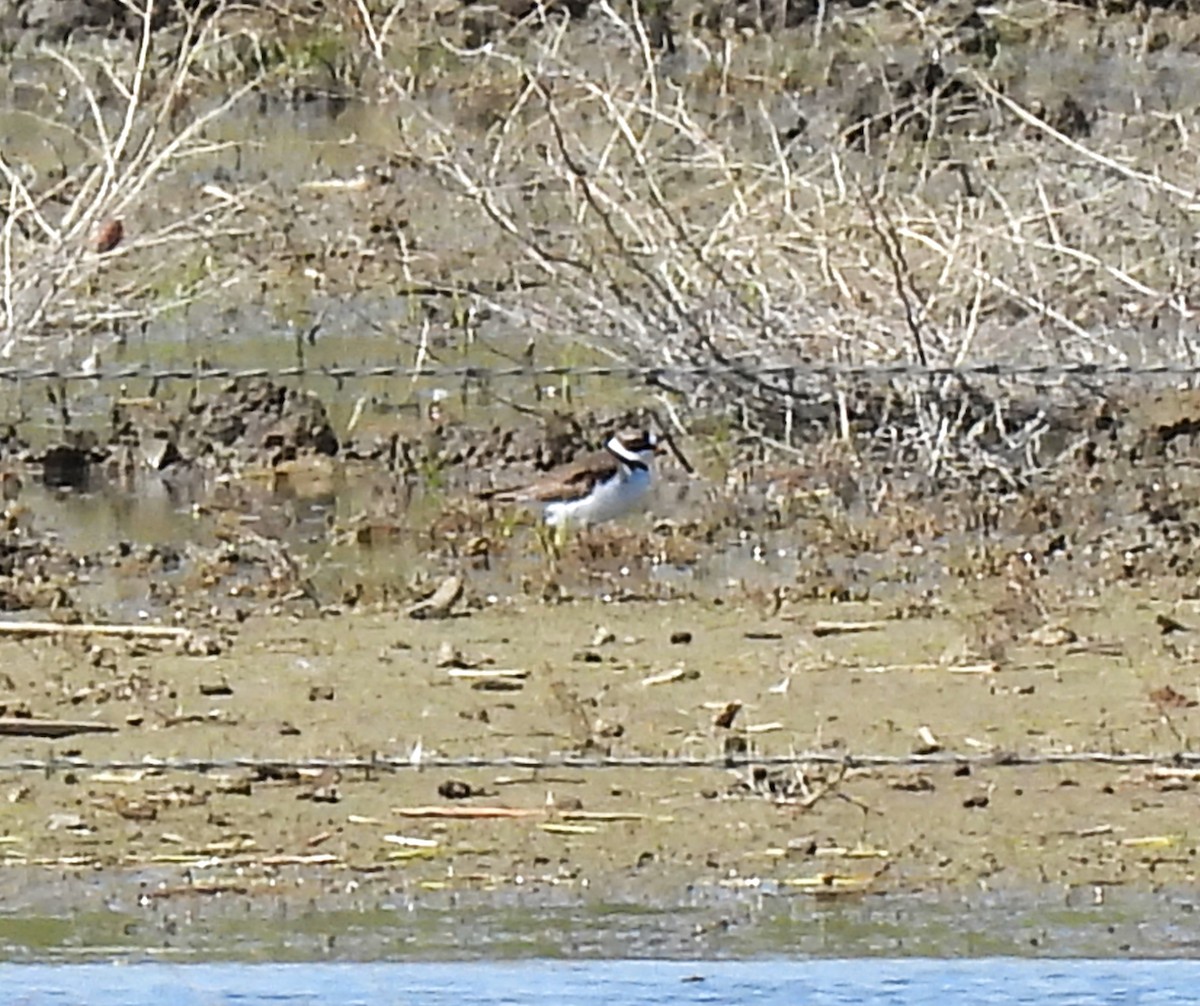 Semipalmated Plover - ML611123608