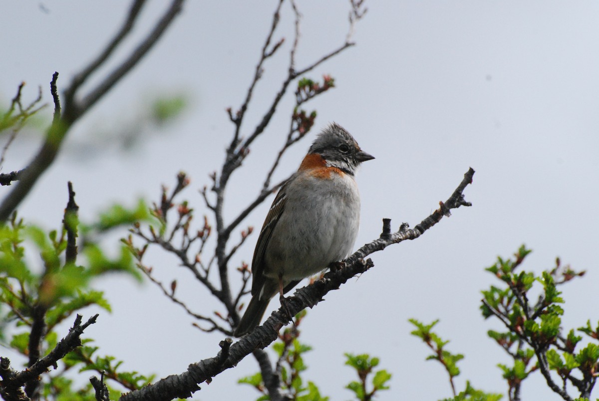 Rufous-collared Sparrow - ML611123766