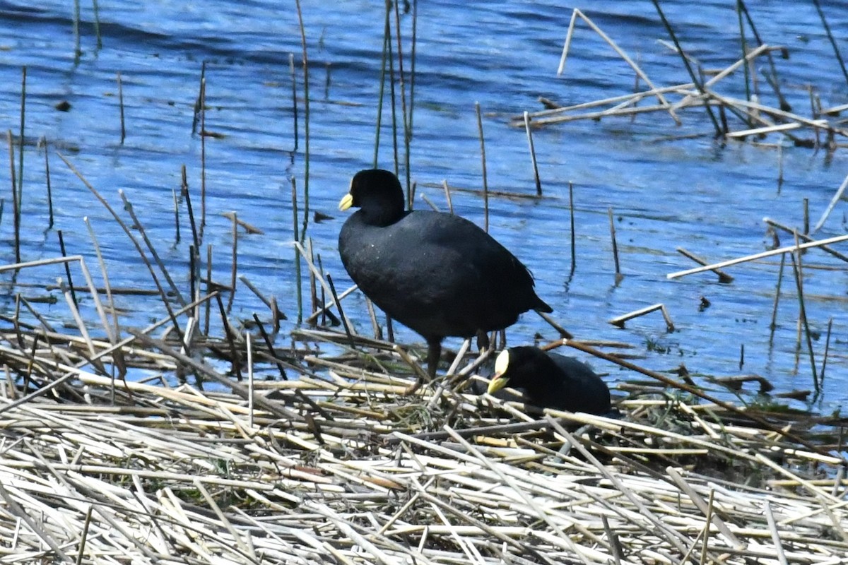 White-winged Coot - ML611123968