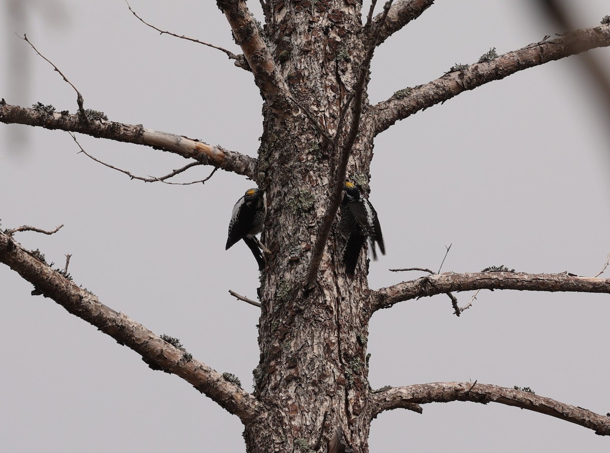 American Three-toed Woodpecker - John Gorey