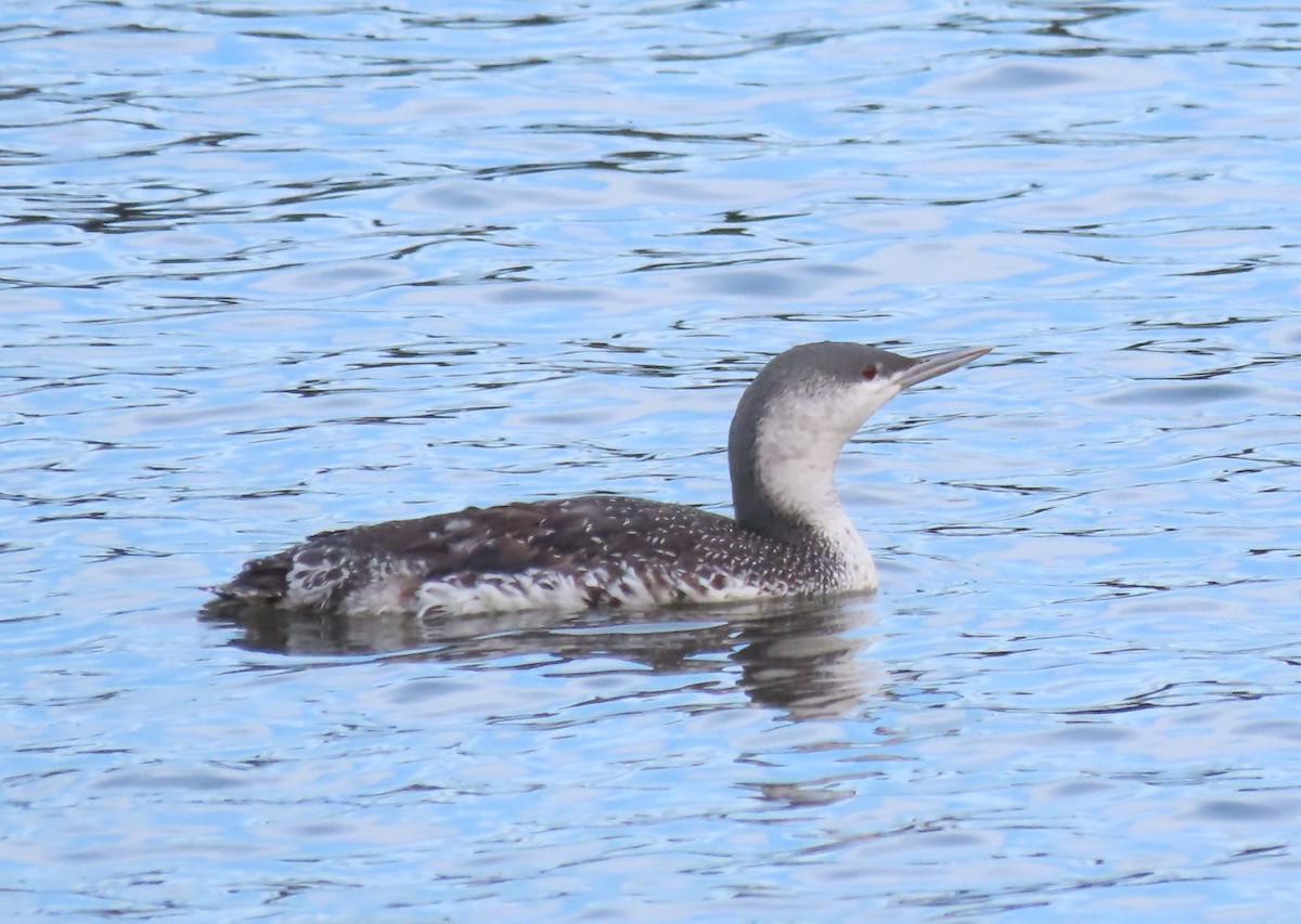 Red-throated Loon - Bert Pooth