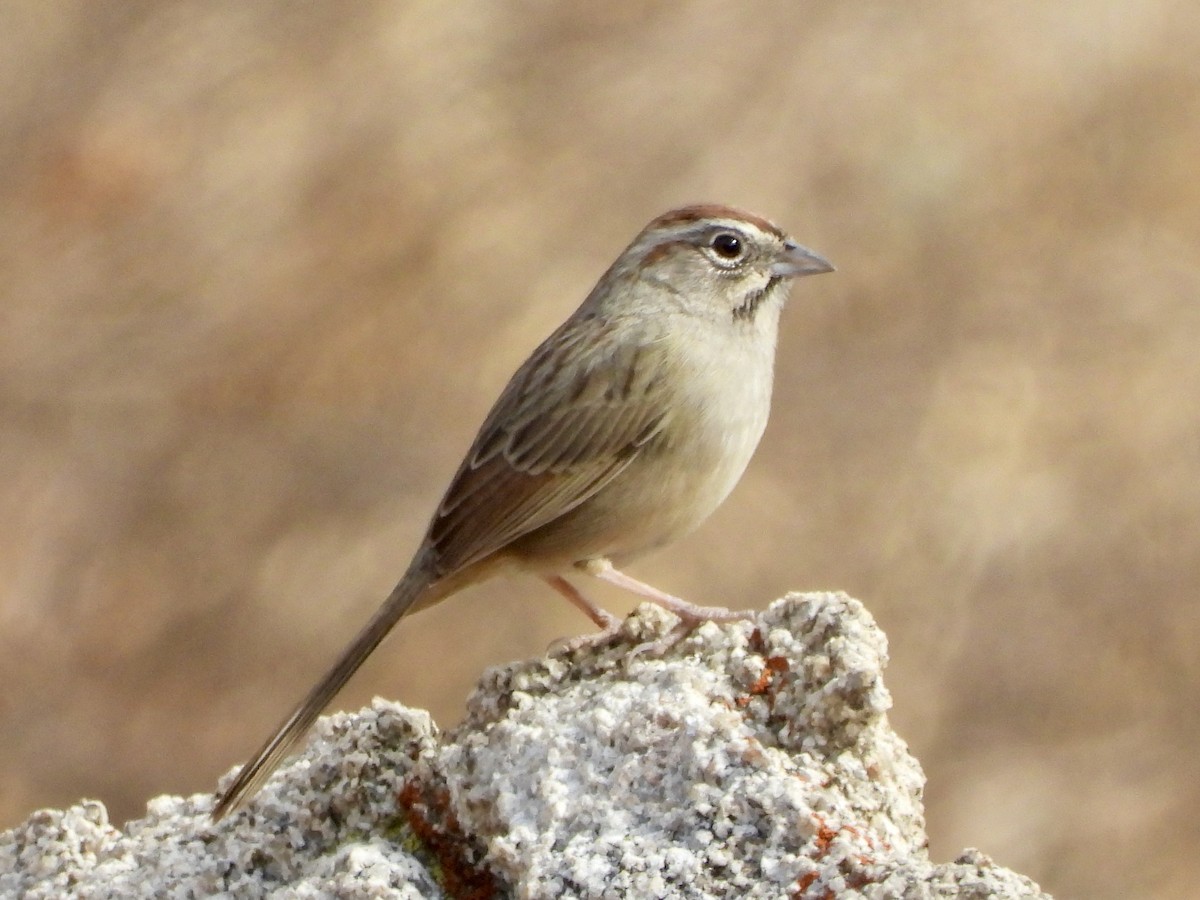 Rufous-crowned Sparrow - ML611124410
