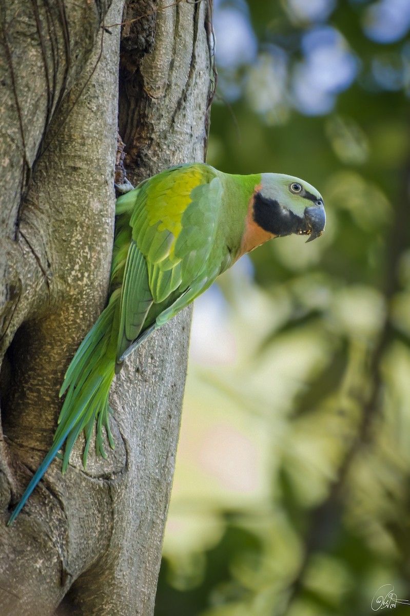 Red-breasted Parakeet - Prasil Biswas
