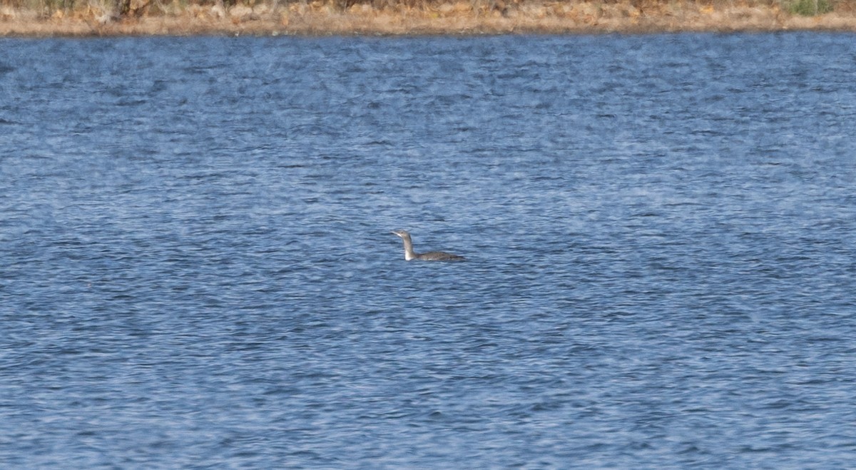 Red-throated Loon - ML611124529
