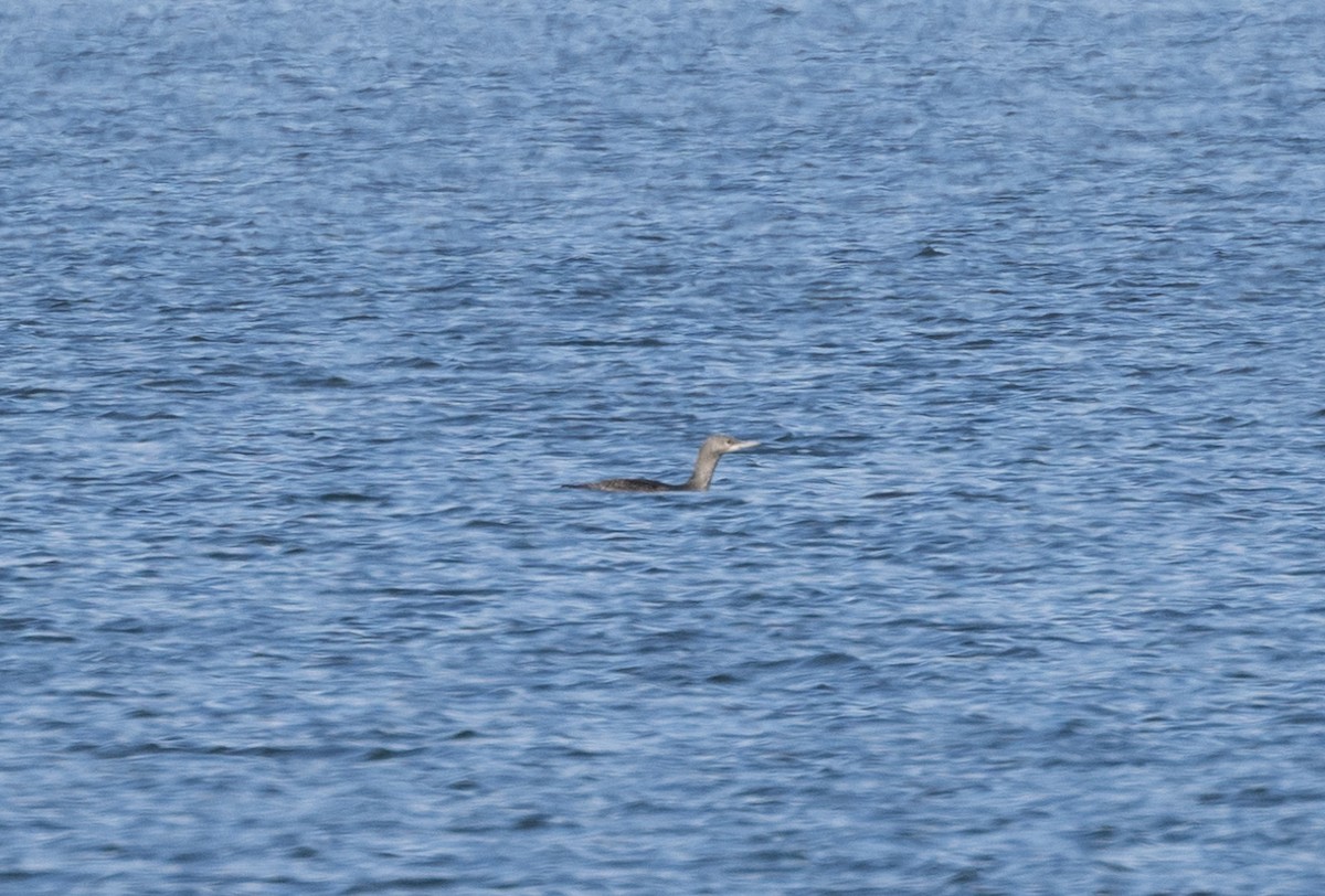 Red-throated Loon - ML611124530