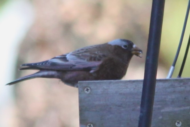 Gray-crowned Rosy-Finch (Gray-crowned) - ML611124531