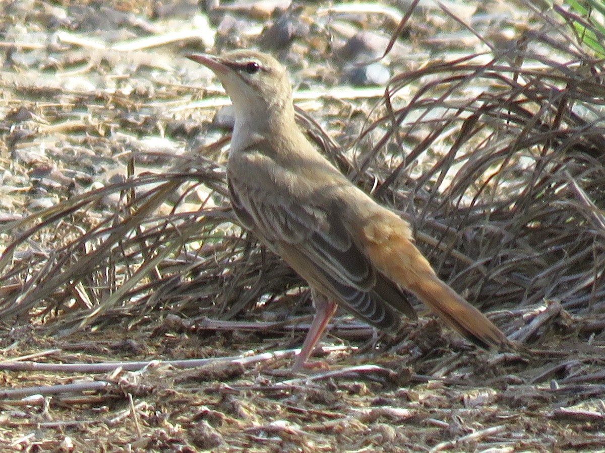 Rufous-tailed Scrub-Robin (Rufous-tailed) - ML611124796