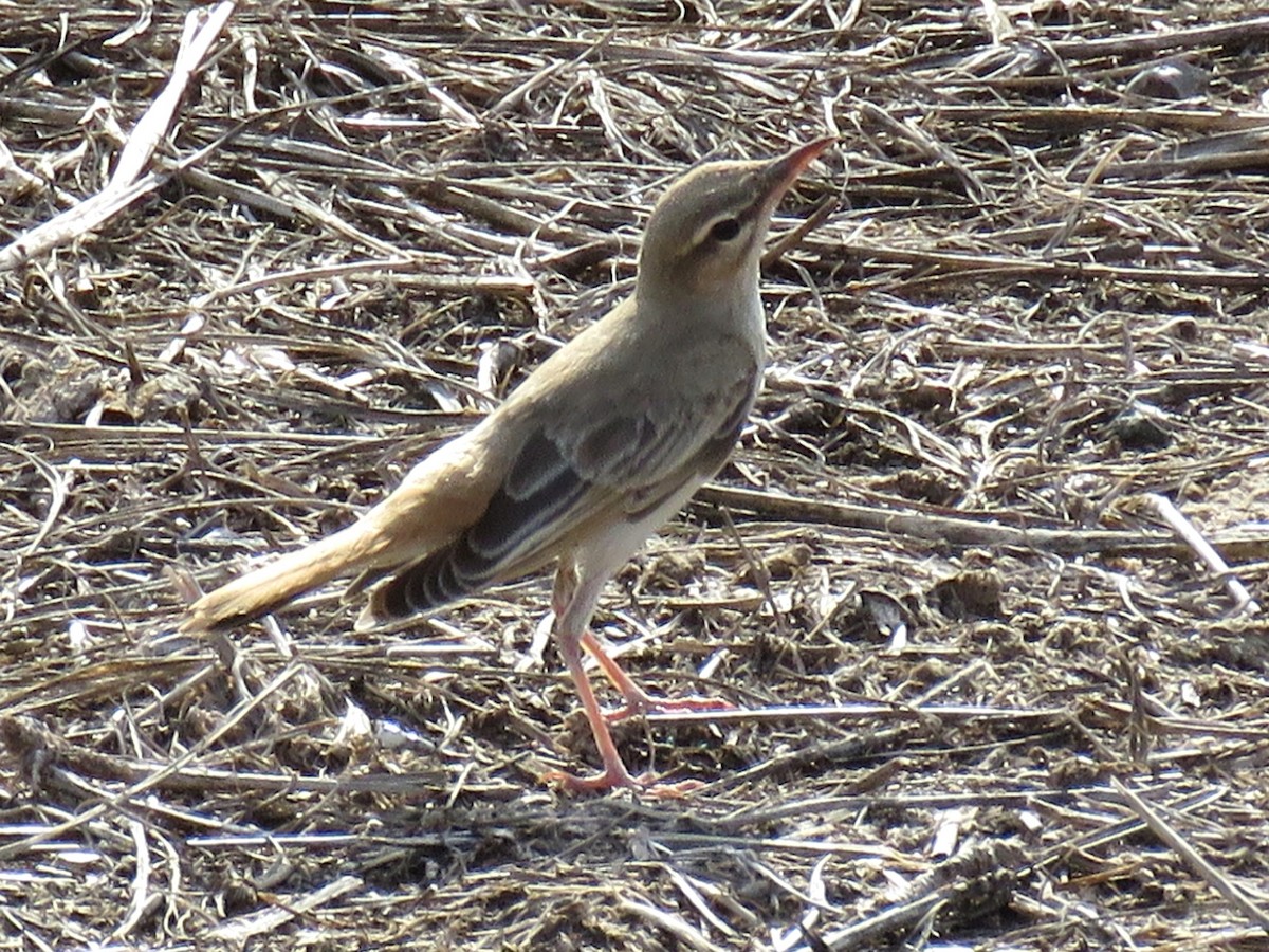Rufous-tailed Scrub-Robin (Rufous-tailed) - ML611124797