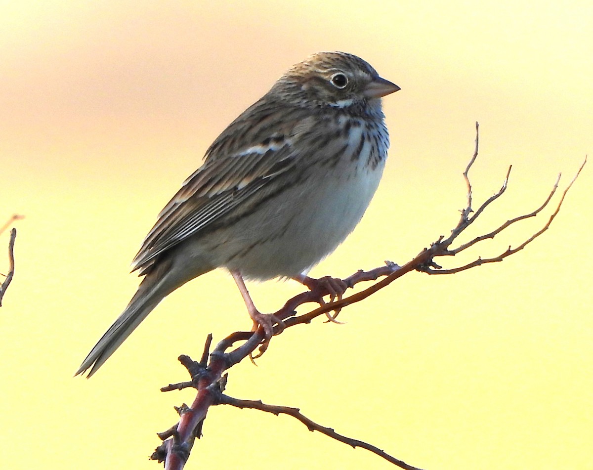 Vesper Sparrow - ML611125281