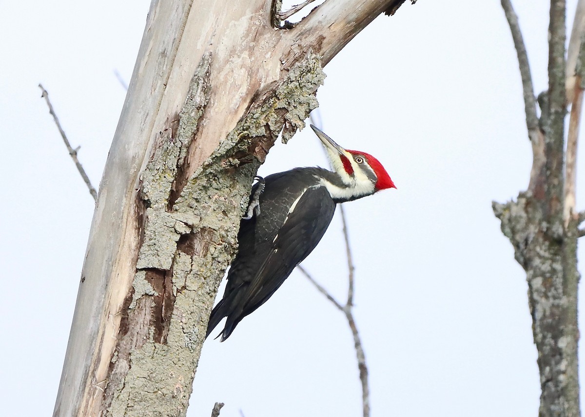 Pileated Woodpecker - ML611125445