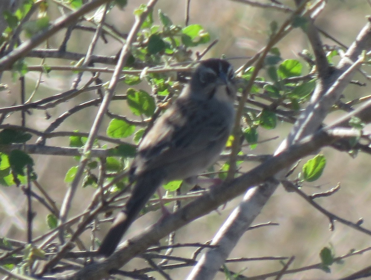 Rufous-crowned Sparrow - ML611125748