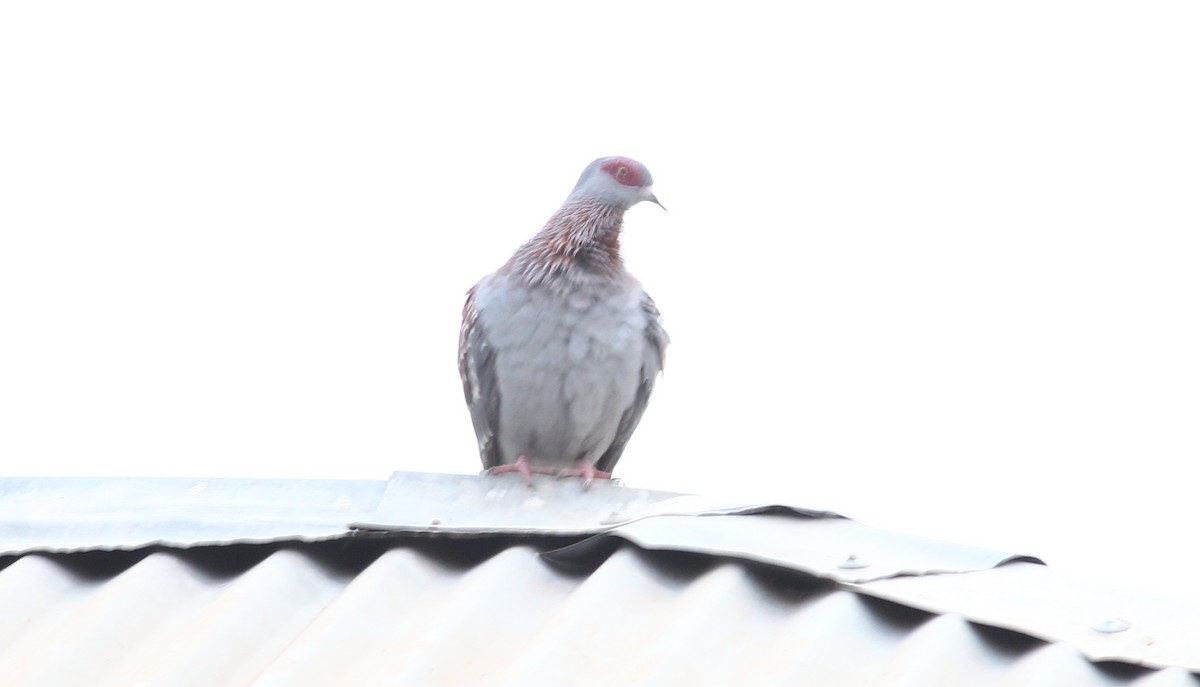 Speckled Pigeon - ML611126133
