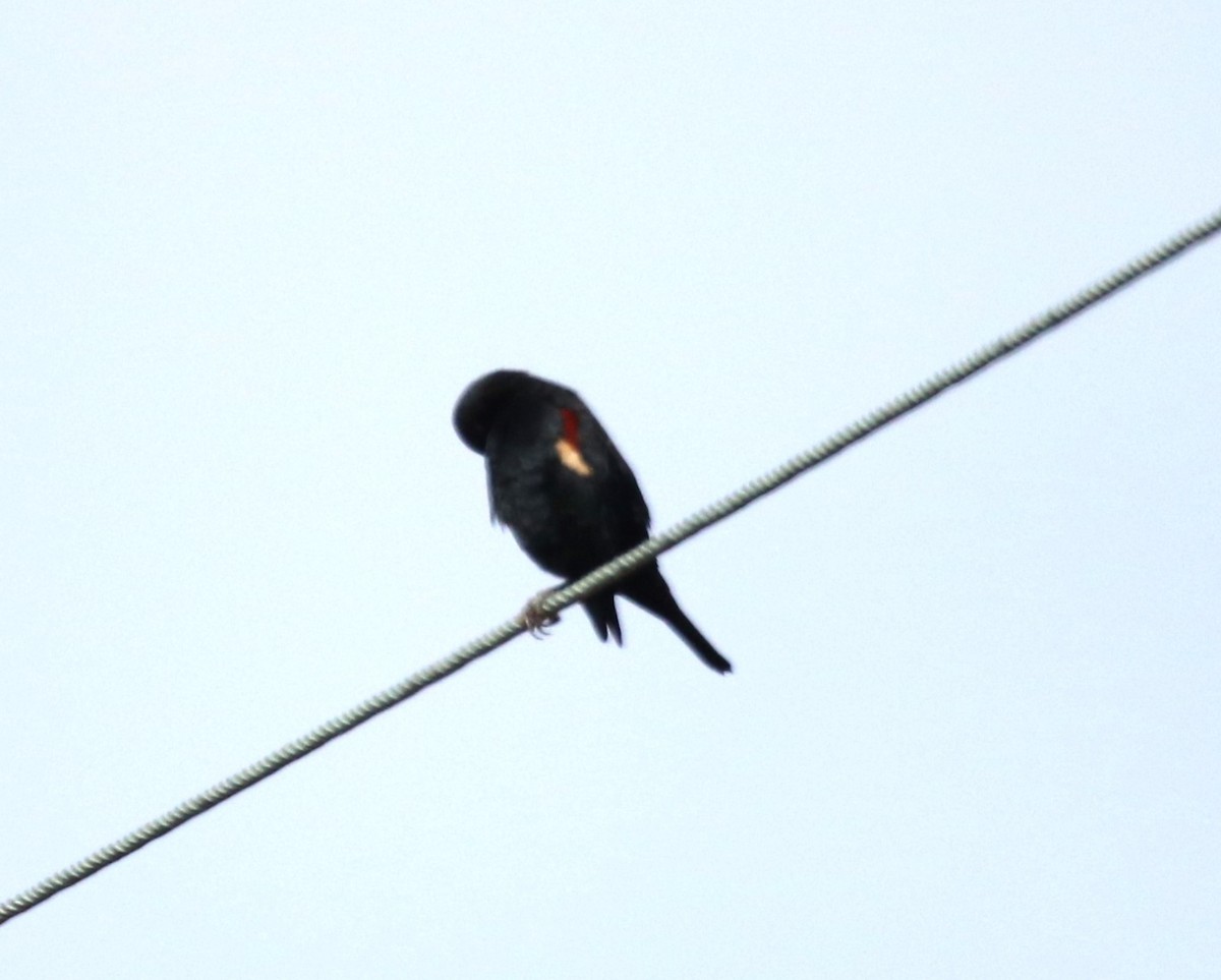 Tricolored Blackbird - ML611126193