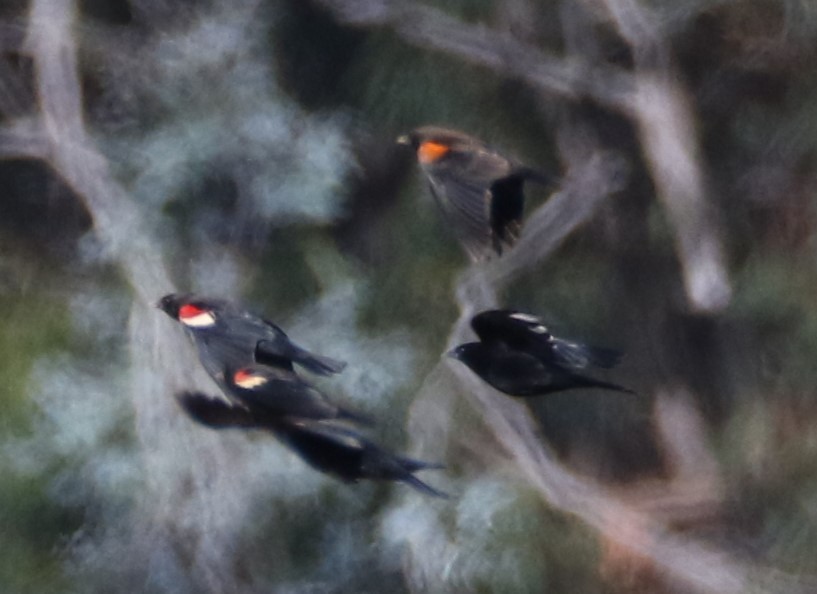 Red-winged Blackbird (California Bicolored) - ML611126200