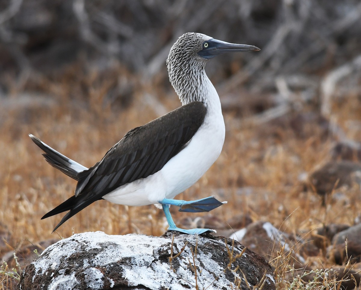 Blue-footed Booby - ML611126688