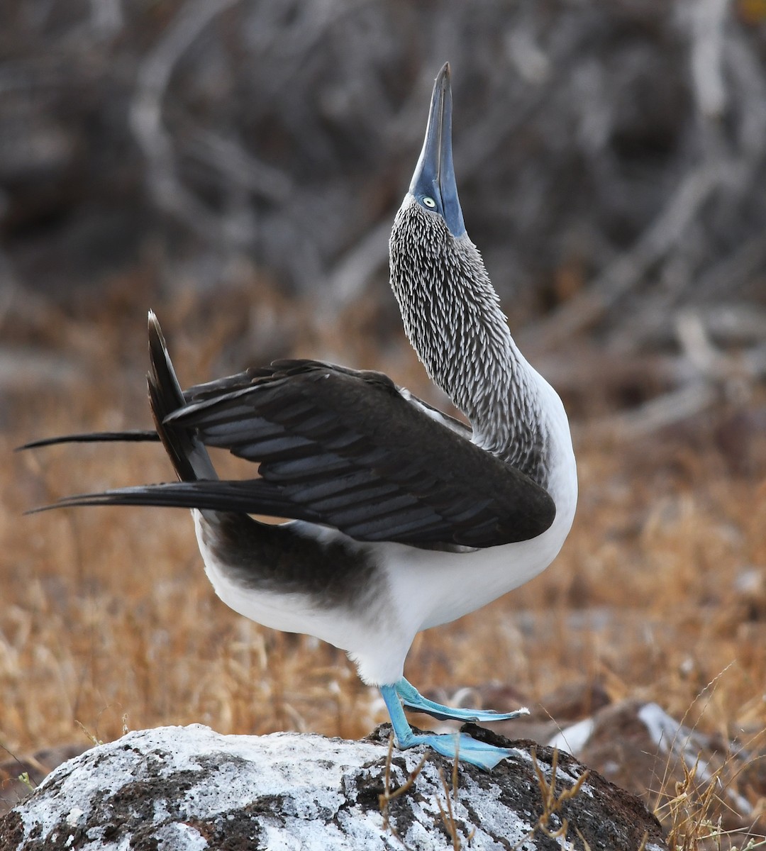 Blue-footed Booby - ML611126689