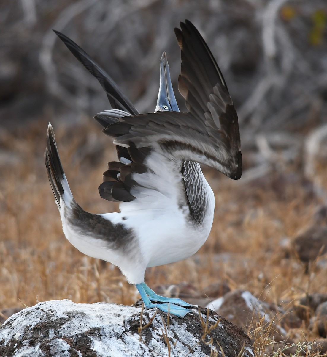 Blue-footed Booby - ML611126690