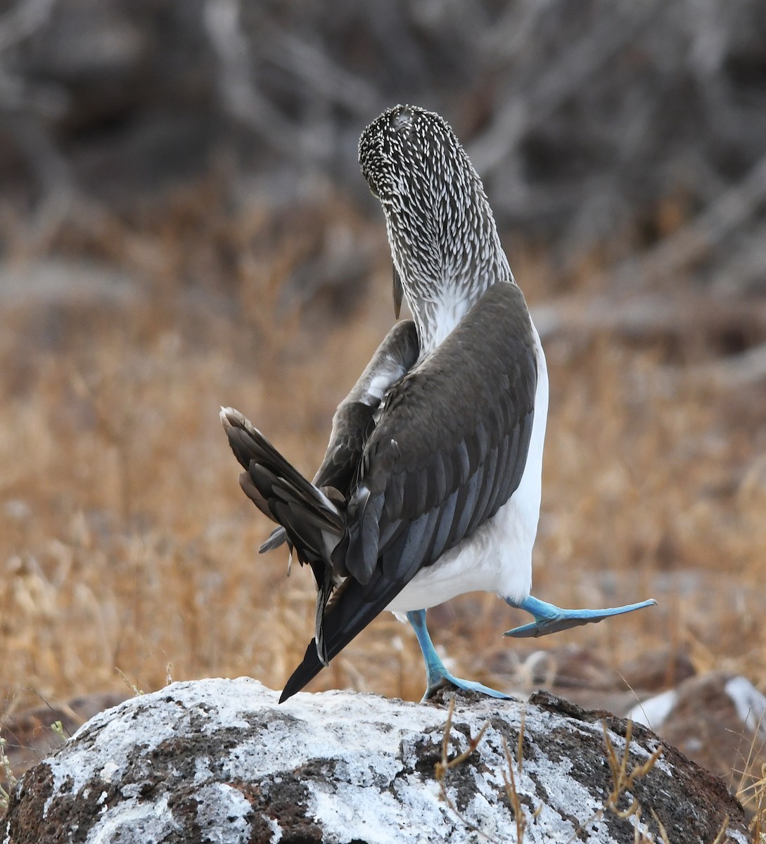 Blue-footed Booby - ML611126691