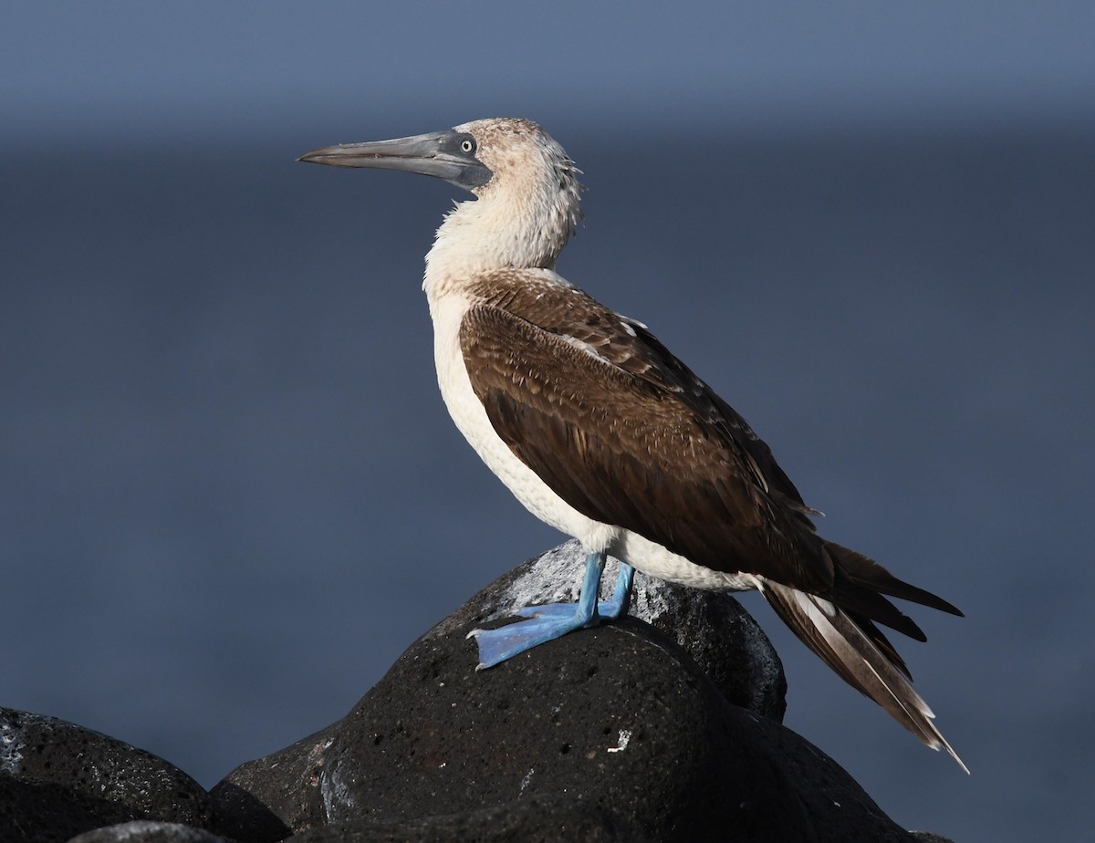 Blue-footed Booby - ML611126692