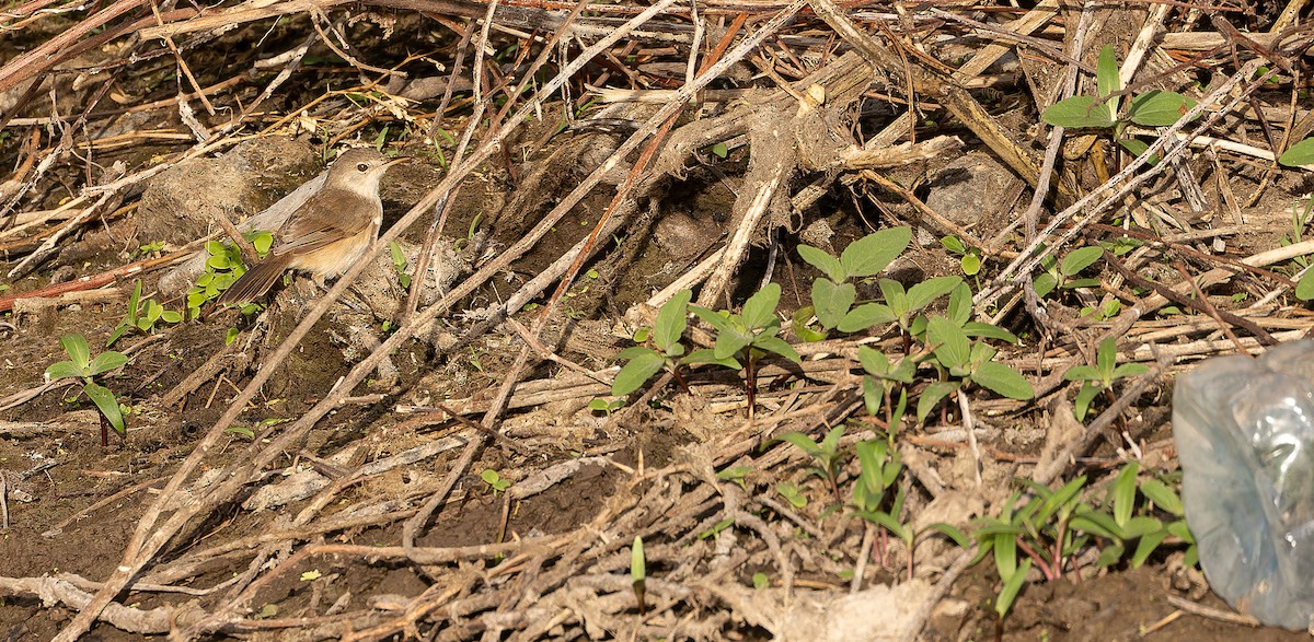 Cape Verde Swamp Warbler - ML611127215
