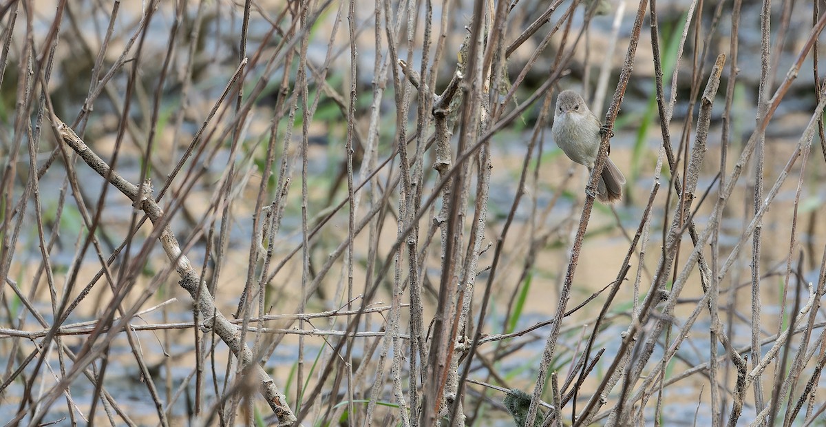 Cape Verde Swamp Warbler - ML611127217