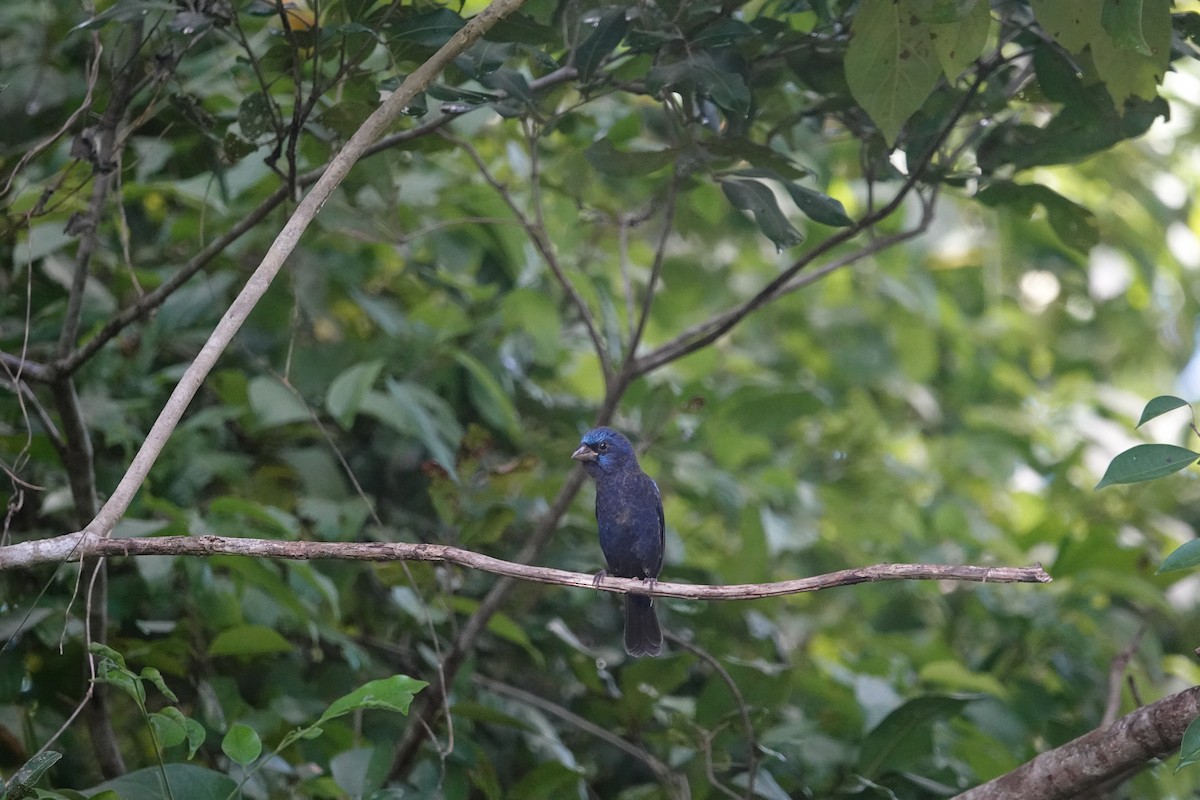 Blue Bunting (Middle America) - ML611127248