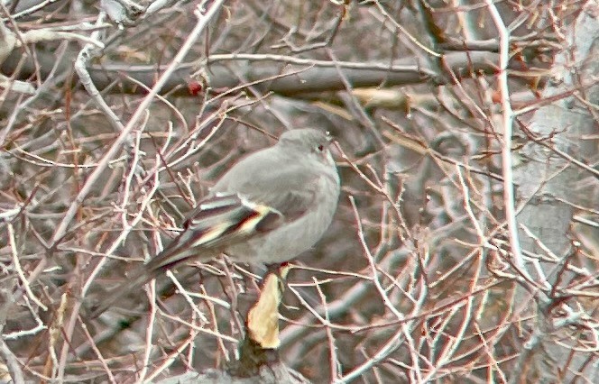 Townsend's Solitaire - ML611127417