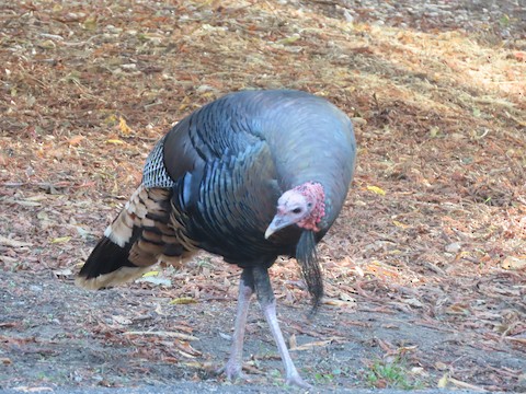 Wild Turkey - eBird