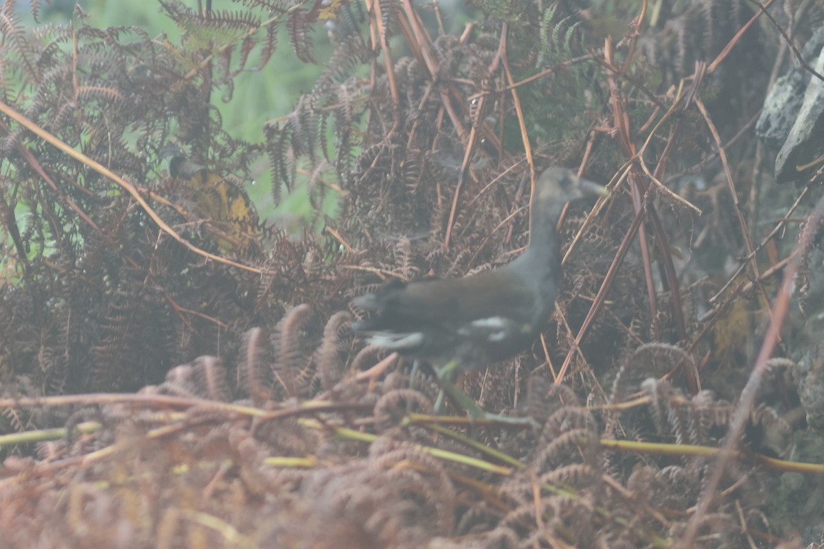 Eurasian Moorhen/Common Gallinule - ML611127748